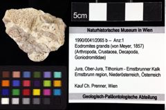 Foto (Objket + Etiketten) von Eodromites grandis (von Meyer, 1857) 